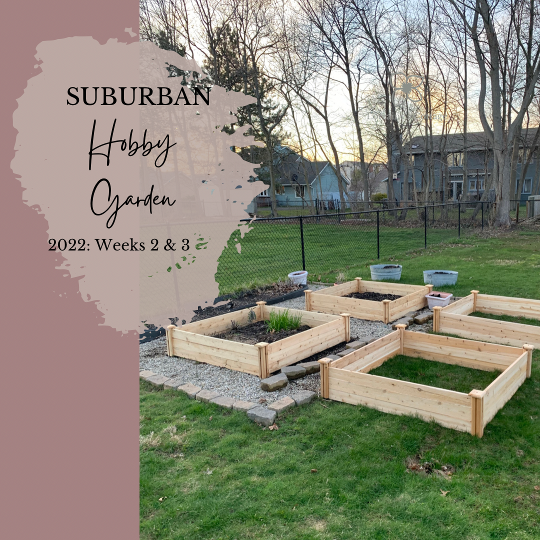 Suburban Hobby Garden 2022: Weeks 2 & 3 (Starting the Garden Remodel and Dahlia Tubers)
