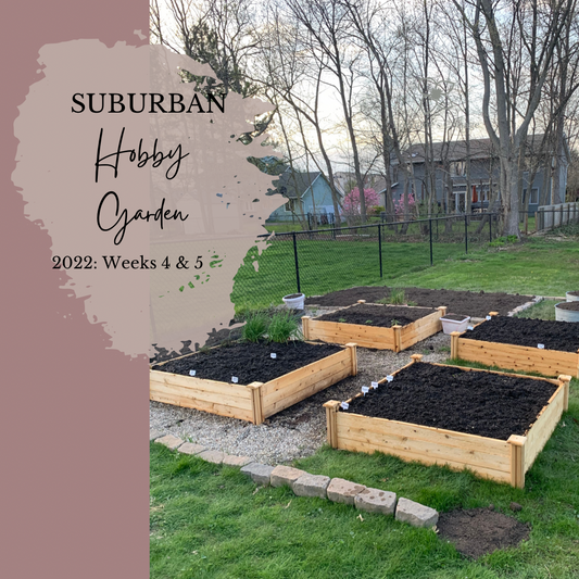 Suburban Hobby Garden 2022: Weeks 4 & 5 (Ready for Planting and Last Minute Veggie Addition) )