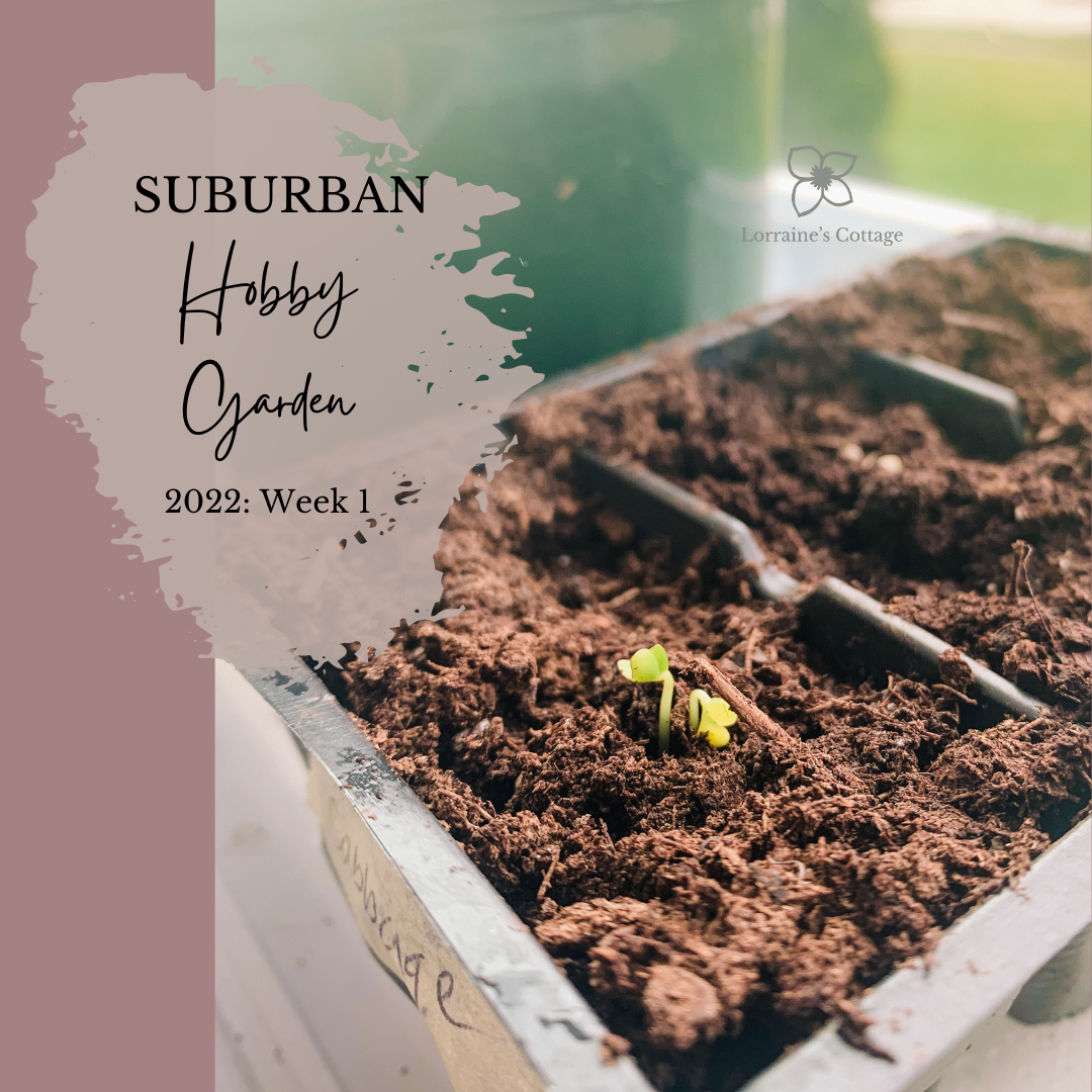 Suburban Hobby Garden 2022: Week 1 (The past and the future)